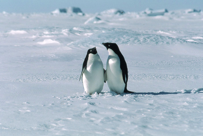 http://www.thesarayiahpost.com/MyPosts/two%20penguins%20in%20love%20cropped.jpg